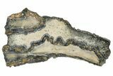 Mammoth Molar Slice with Case - South Carolina #217914-1